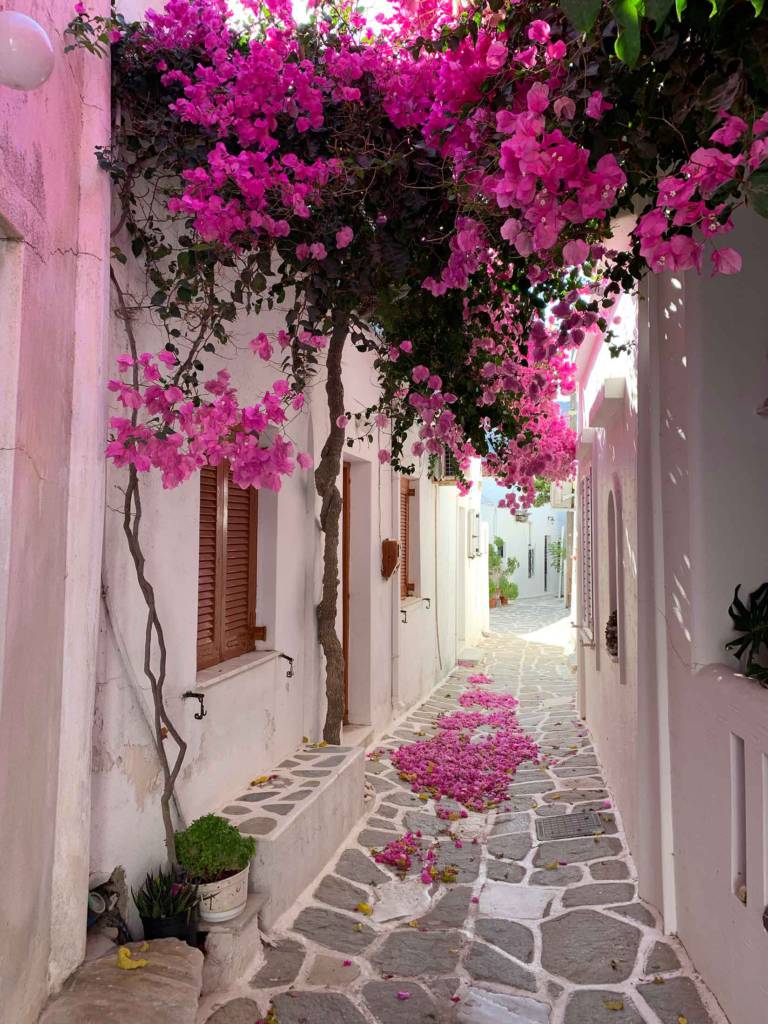 Boungainvillea paved street of Prodromos