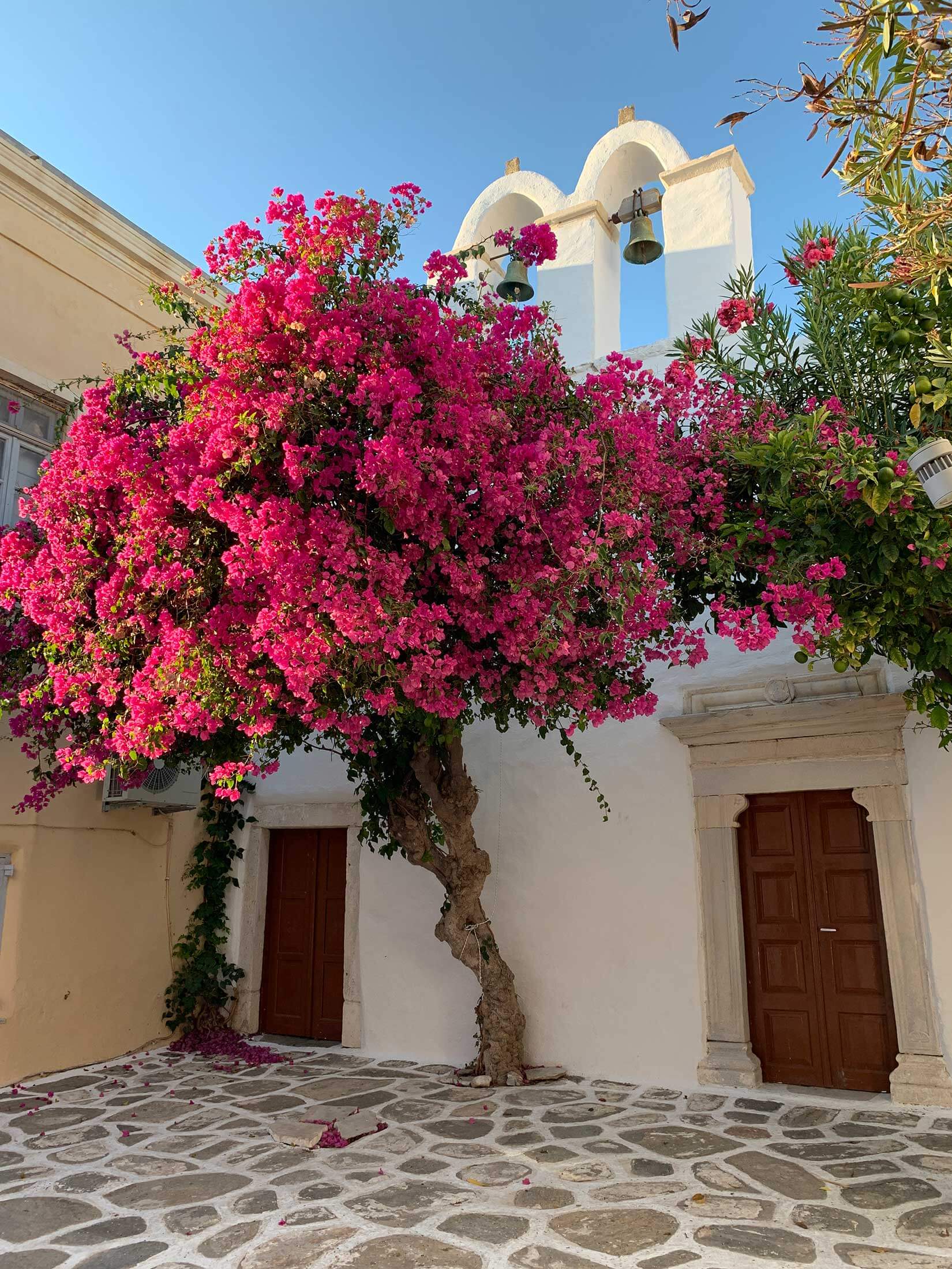 Bougainvillea in front or orthodox chapel in Parikia, Paros